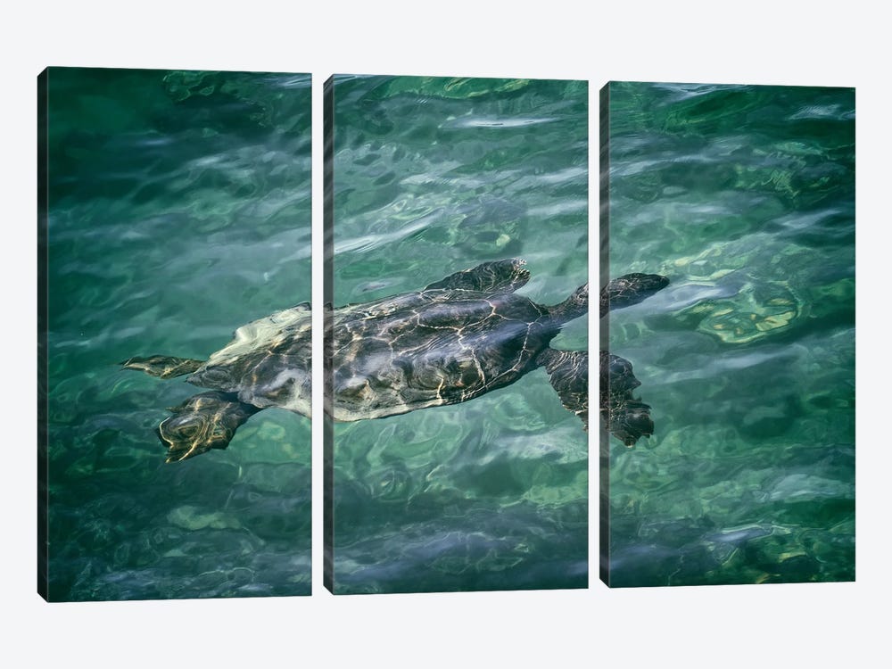 Sea Turtle IV by Dennis Frates 3-piece Canvas Wall Art