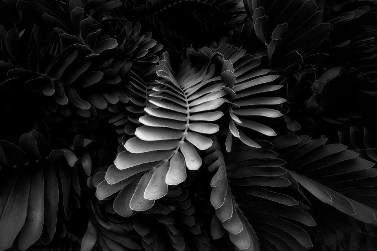 Tropical Leaves III