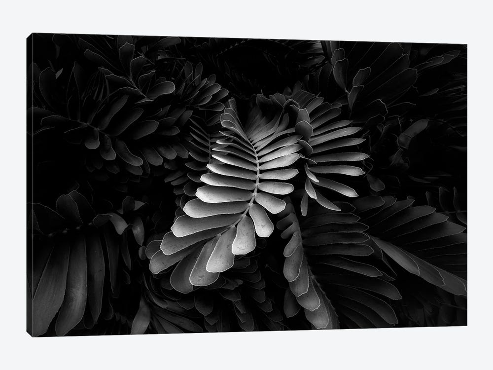 Tropical Leaves III by Dennis Frates 1-piece Canvas Art