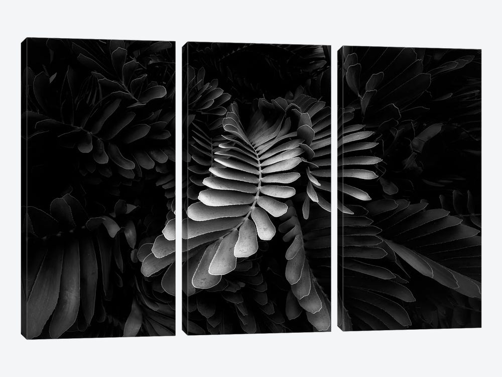 Tropical Leaves III by Dennis Frates 3-piece Canvas Artwork