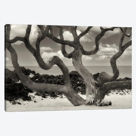 Branching Tree III Canvas Print #DEN1370} by Dennis Frates Art Print