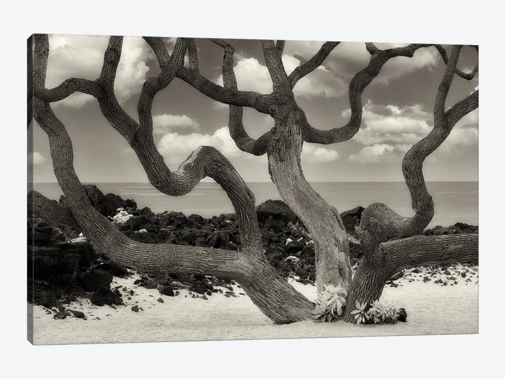 Branching Tree III by Dennis Frates 1-piece Canvas Wall Art