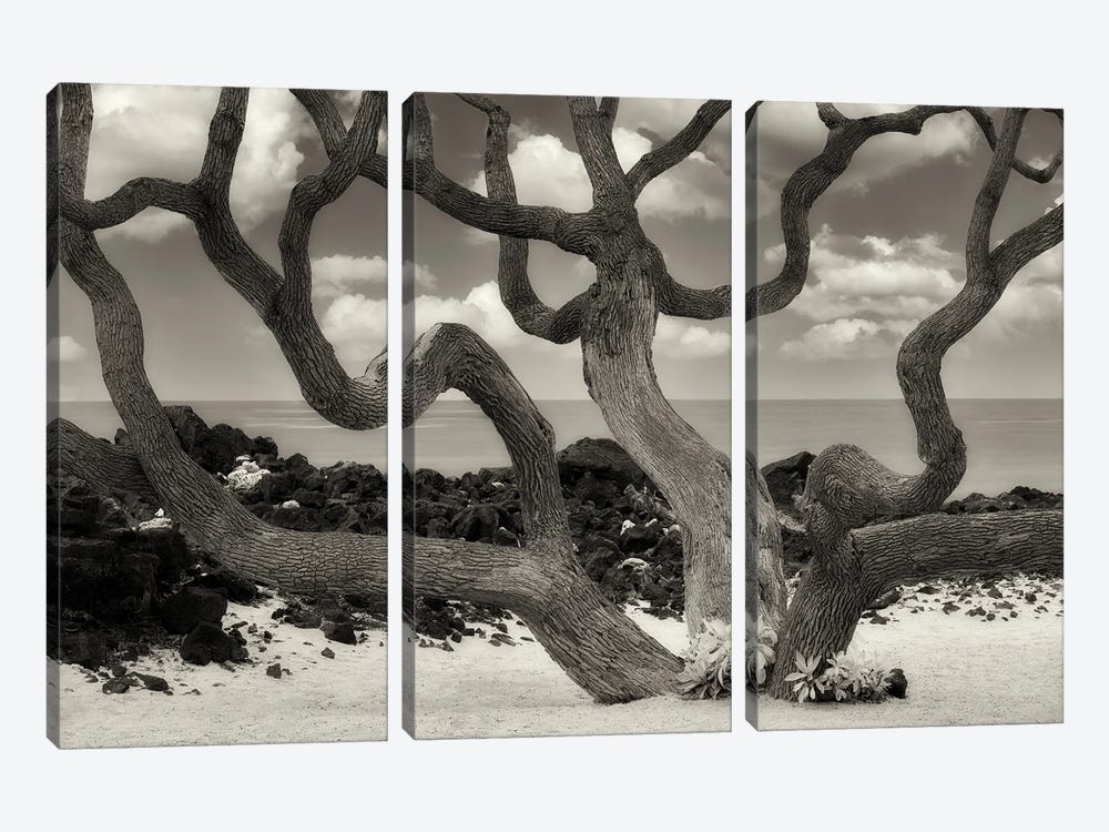 Branching Tree III by Dennis Frates 3-piece Canvas Art