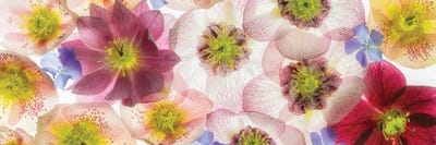 Pano Florals by Dennis Frates canvas print