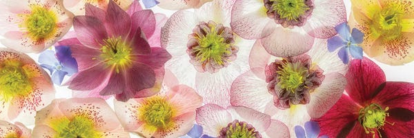 Pano Florals