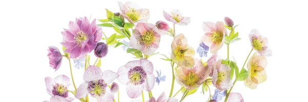 Pano Florals II