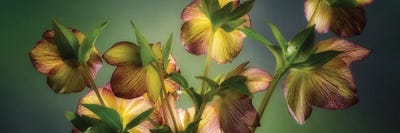 Hosta Mix by Dennis Frates multi panel art