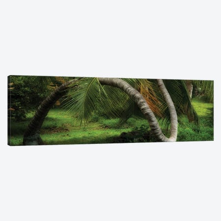 Pano Twisted Tree Canvas Print #DEN1400} by Dennis Frates Art Print