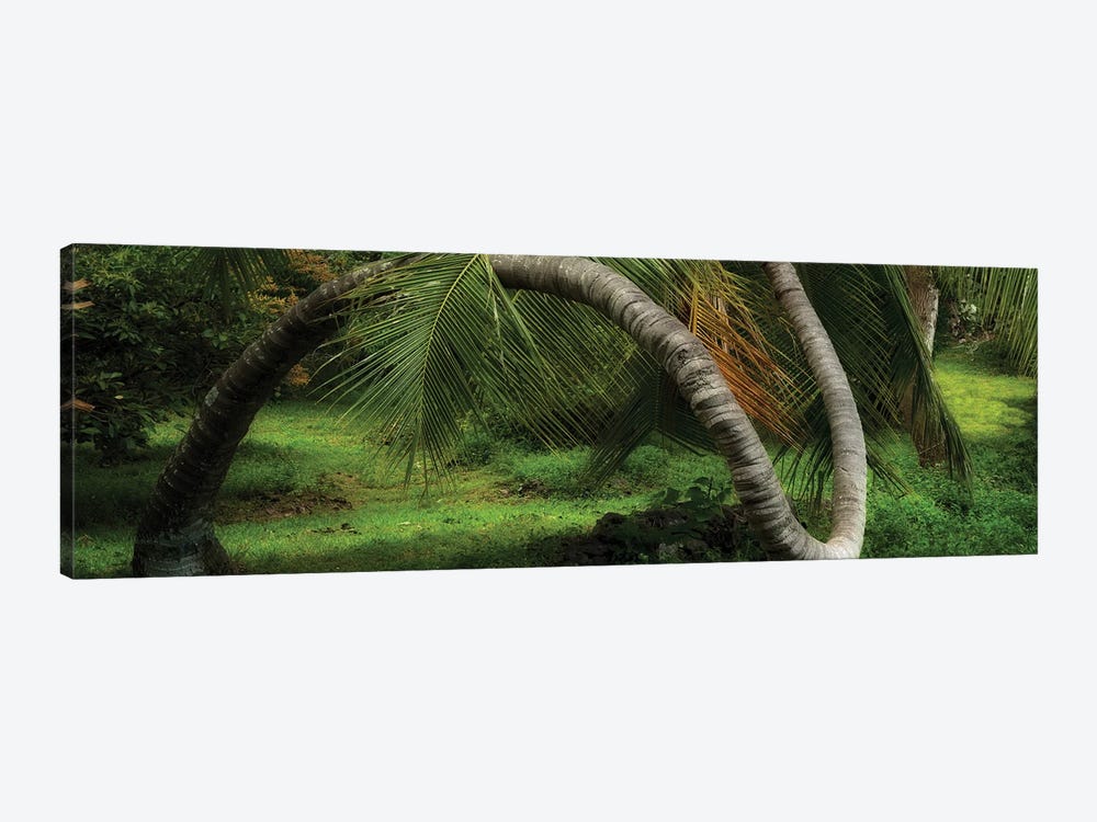 Pano Twisted Tree by Dennis Frates 1-piece Canvas Artwork