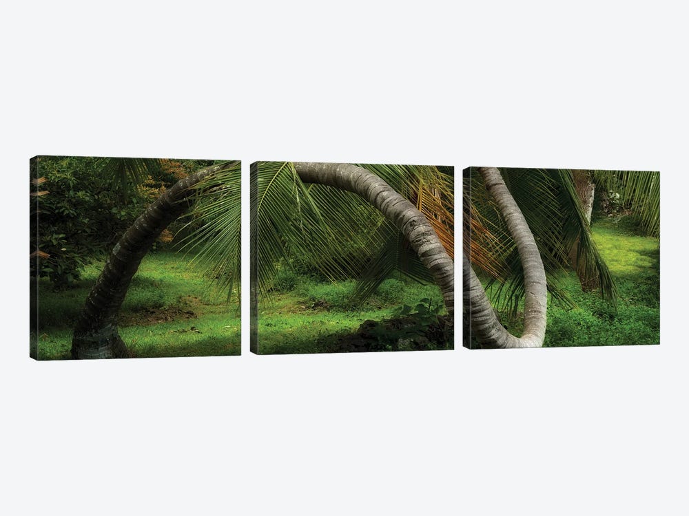 Pano Twisted Tree by Dennis Frates 3-piece Canvas Artwork