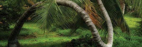 Pano Twisted Tree
