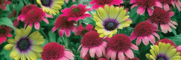 Mixed Floral Pano