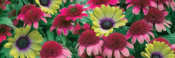 Mixed Floral Pano
