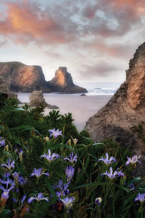 Floral Coastline IV