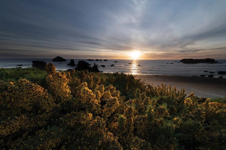 Coastal Floral Sunset