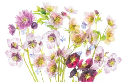 Floral Display by Dennis Frates multi panel art