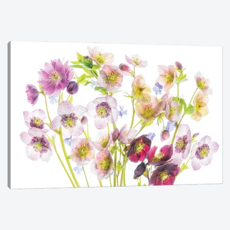 Floral Display Canvas Print #DEN1476} by Dennis Frates Art Print