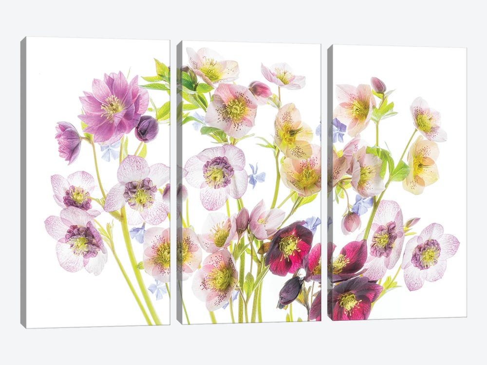 Floral Display by Dennis Frates 3-piece Canvas Art Print