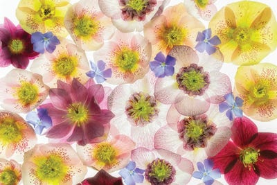 Floral Display II by Dennis Frates multi panel art