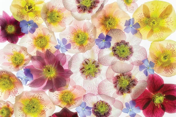 Floral Display II