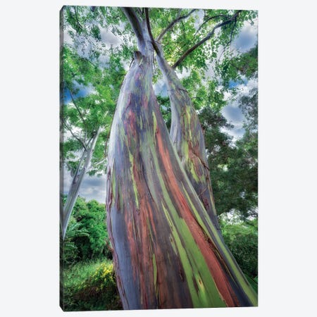 Painted Eucalyptus II Canvas Print #DEN1479} by Dennis Frates Canvas Wall Art