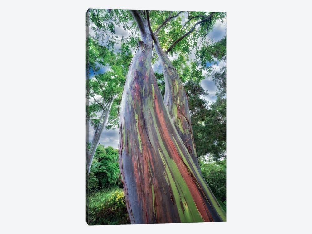 Painted Eucalyptus II by Dennis Frates 1-piece Canvas Artwork