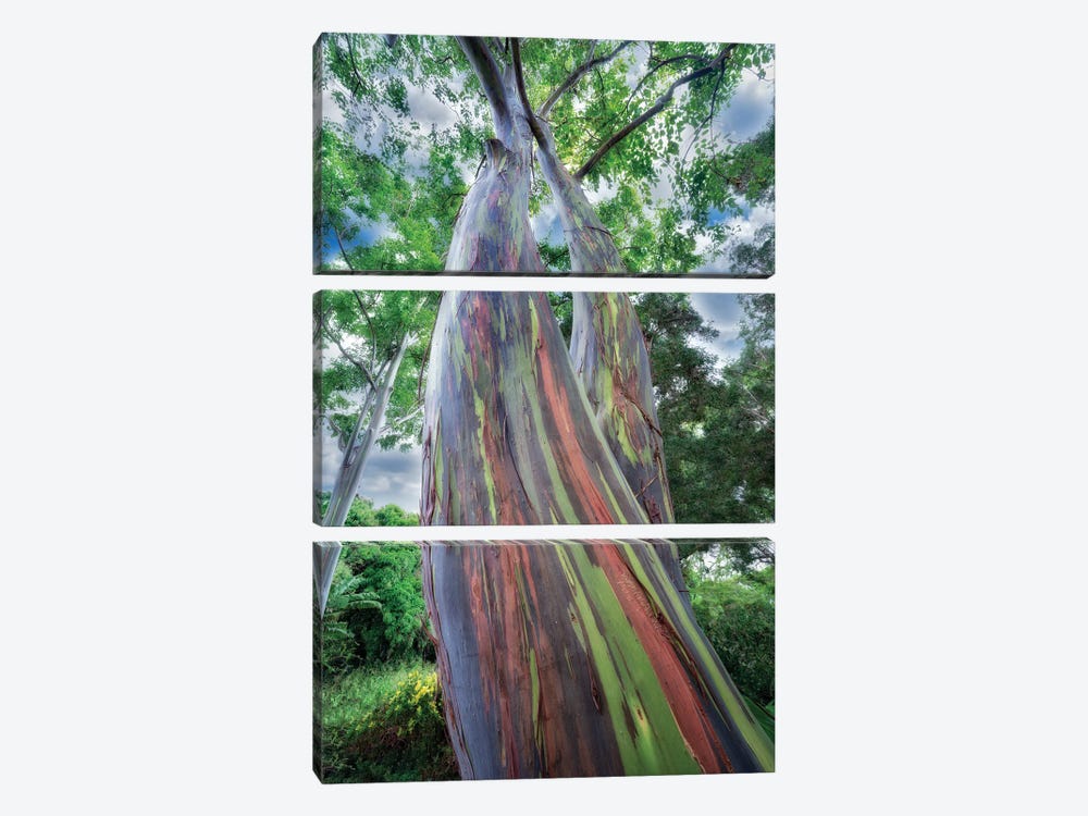 Painted Eucalyptus II by Dennis Frates 3-piece Canvas Wall Art