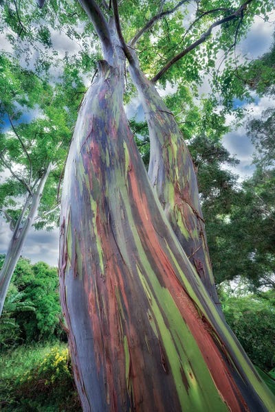 Painted Eucalyptus II
