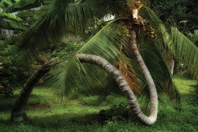 Palm Swirl II by Dennis Frates multi panel art