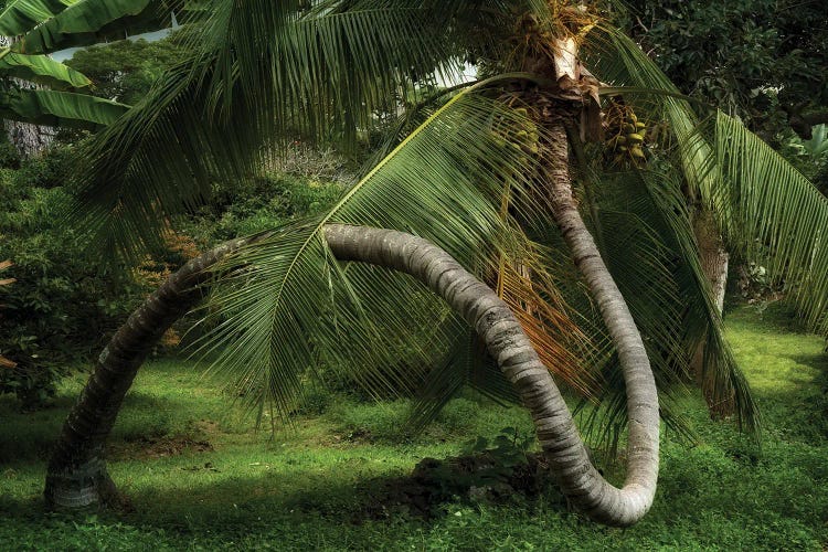 Palm Swirl II