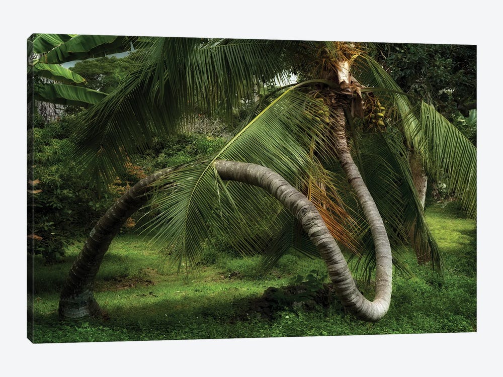 Palm Swirl II by Dennis Frates 1-piece Canvas Print