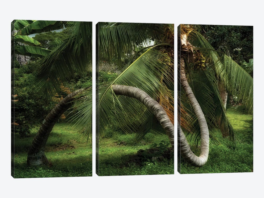 Palm Swirl II by Dennis Frates 3-piece Canvas Art Print