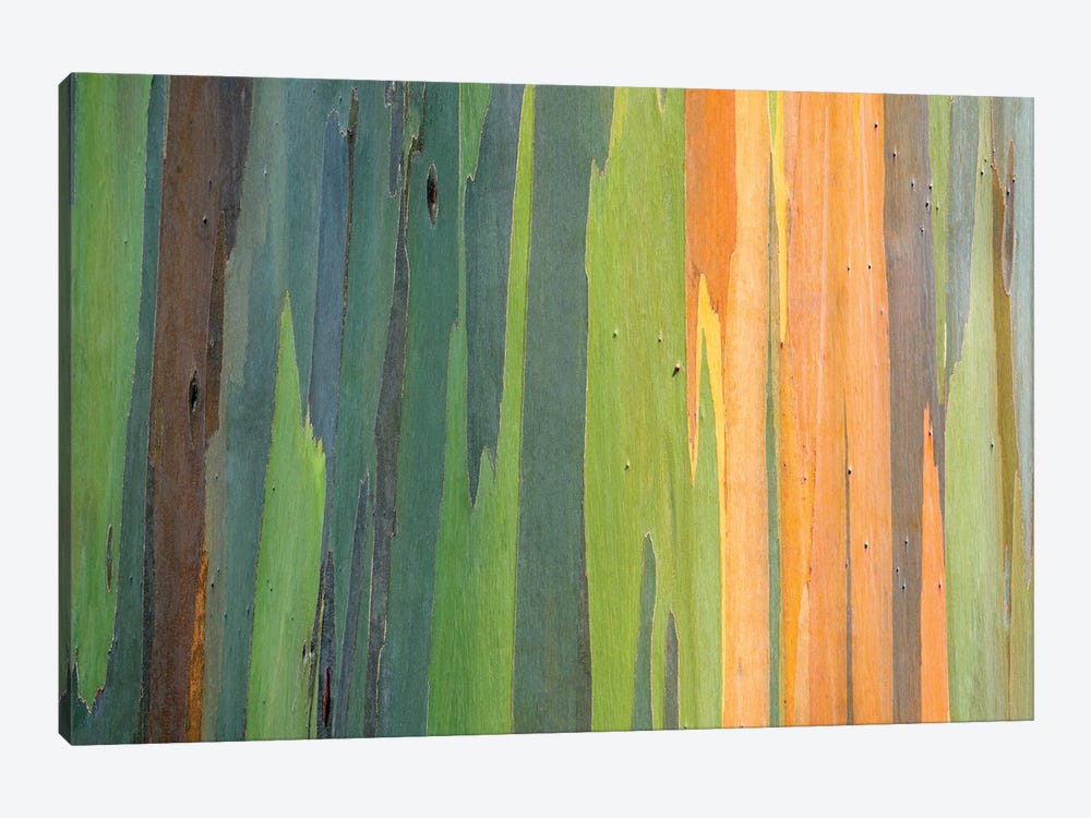 Painted Eucalyptus Close Up by Dennis Frates 1-piece Canvas Wall Art