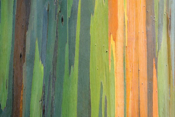 Abstract Photography: Painted Eucalyptus Close Up by Dennis Frates