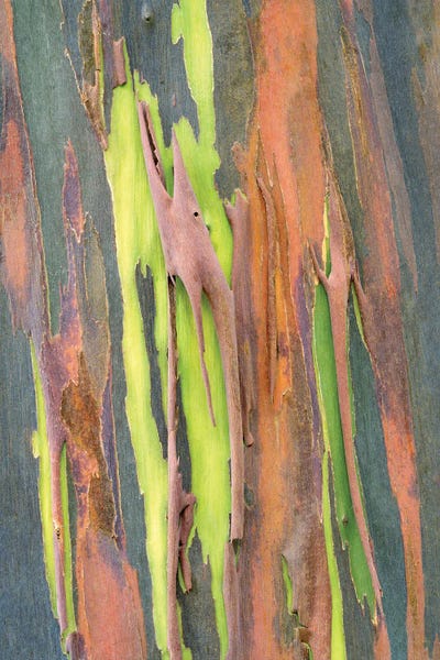 Painted Eucalyptus Close Up IV