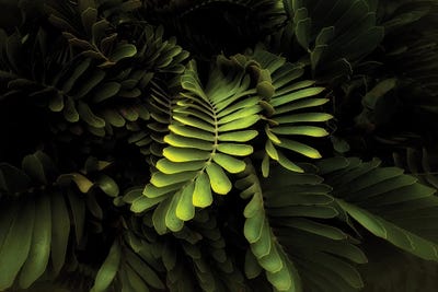 Tropical Foliage by Dennis Frates multi panel art
