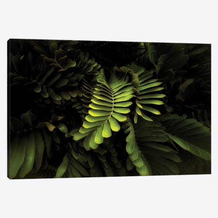 Tropical Foliage Canvas Print #DEN1491} by Dennis Frates Canvas Wall Art