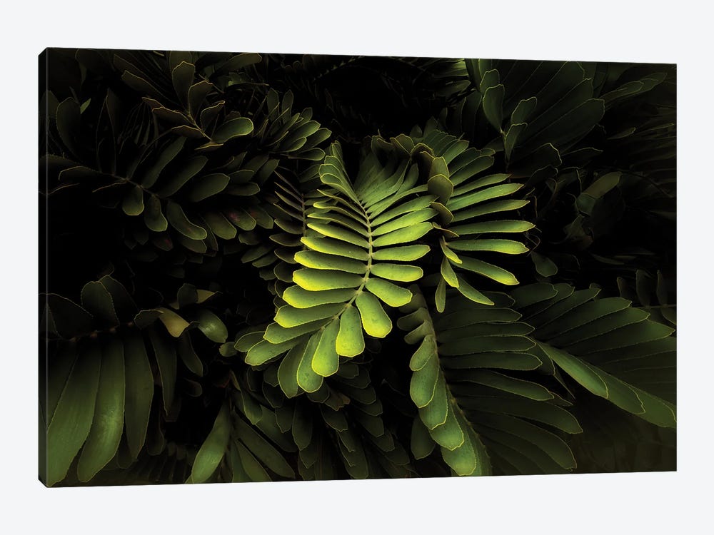 Tropical Foliage by Dennis Frates 1-piece Canvas Wall Art