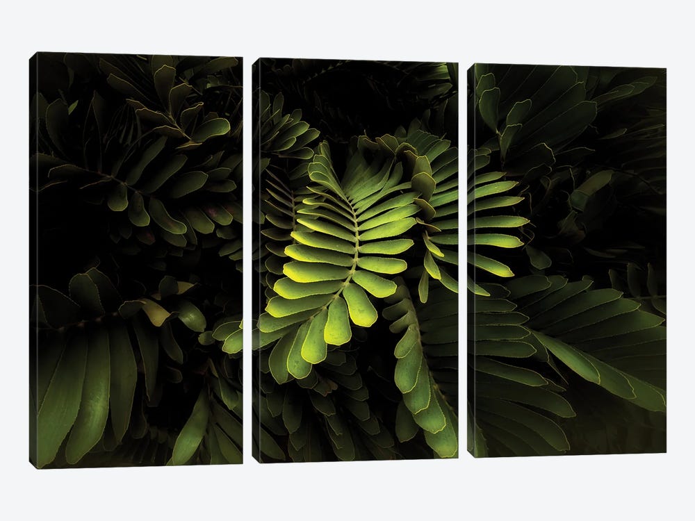 Tropical Foliage by Dennis Frates 3-piece Canvas Art