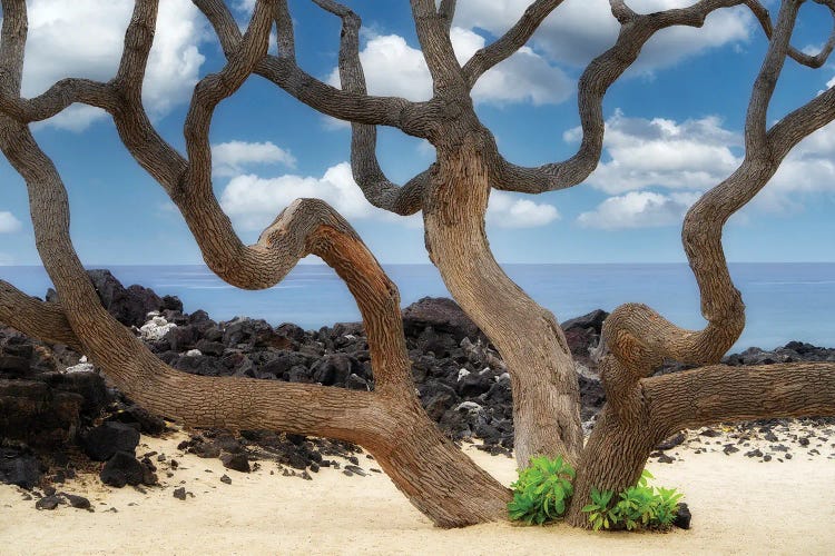 Branches And Ocean by Dennis Frates wall art