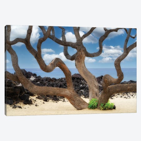 Branches And Ocean Canvas Print #DEN1493} by Dennis Frates Canvas Artwork