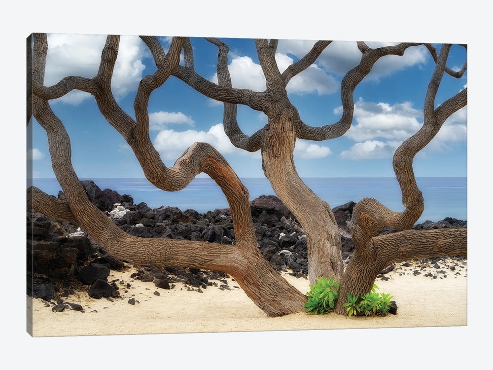 Branches And Ocean by Dennis Frates 1-piece Canvas Wall Art