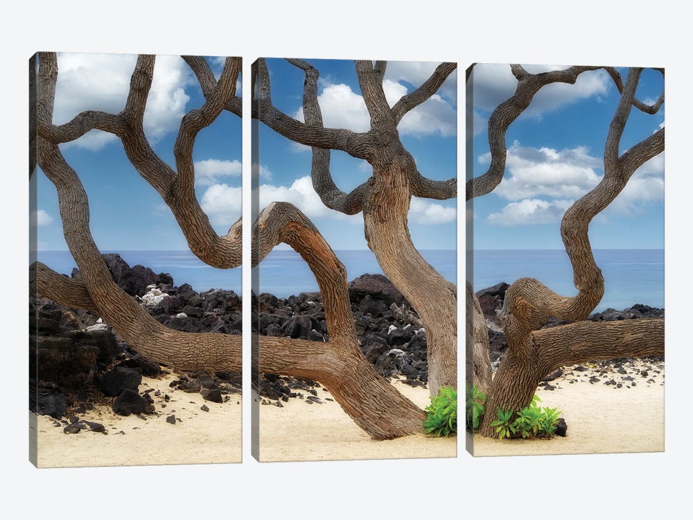 Branches And Ocean by Dennis Frates 3-piece Canvas Wall Art