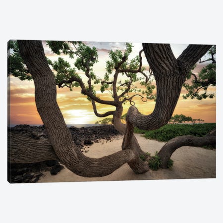 Branches And Ocean II Canvas Print #DEN1494} by Dennis Frates Canvas Art Print