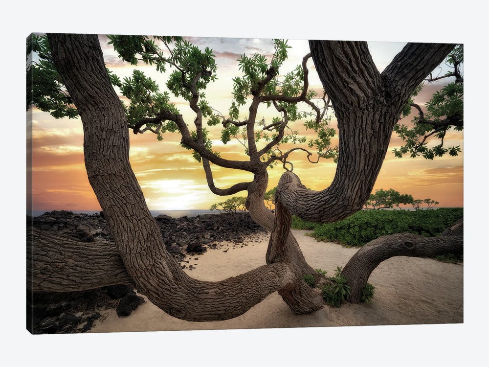 Branches And Ocean II by Dennis Frates 1-piece Art Print