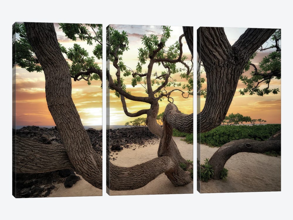 Branches And Ocean II by Dennis Frates 3-piece Canvas Art Print