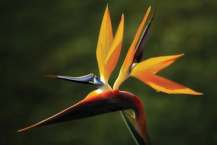 Bird Of Paradise