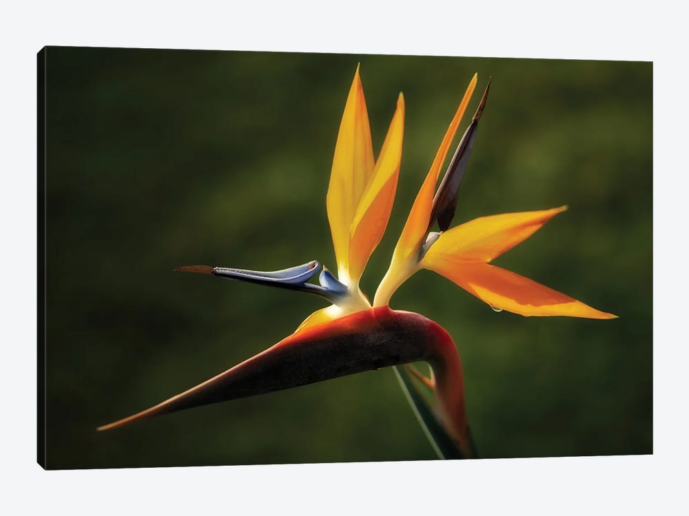 Bird Of Paradise by Dennis Frates 1-piece Canvas Wall Art