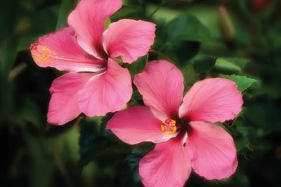 Tropical Flowers VII by Dennis Frates canvas print