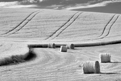 Harvest by Dennis Frates canvas print